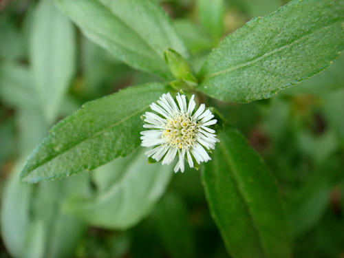 Eclipta Alba Extract Eclipta Alba Extract